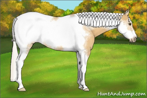 Horse Color:Silver Buckskin Dun Tobiano Frame 