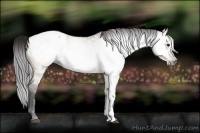 Horse Color:Gray Brown Dun Snowcap 