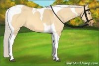 Horse Color:Silver Buckskin Dun Tobiano 