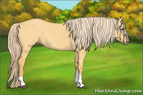 Horse Color: Palomino Dun Tobiano 