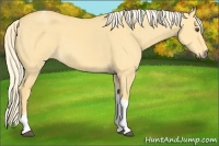 Horse Color:Palomino Dun Tobiano 