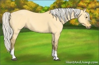 Horse Color:Silver Buckskin Dun Tobiano 