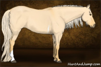 Horse Color:Palomino Dun Tobiano 