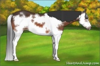 Horse Color:Bay Splash Frame