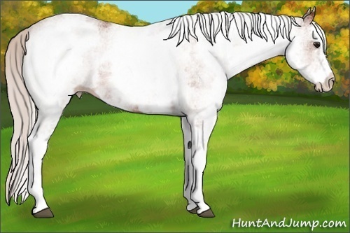 Horse Color: White Spotted Silver Bay 
