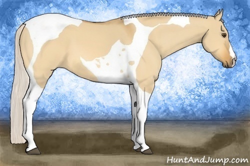 Horse Color: Silver Buckskin Dun Tobiano 