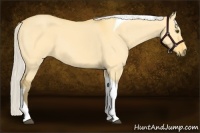 Horse Color:Silver Buckskin Dun Tobiano 