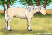 Horse Color:Palomino Dun Tobiano