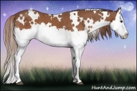 Horse Color:White Spotted Chestnut Splash