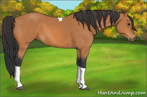 Horse Color: Bay Tobiano 