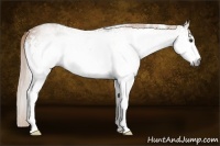Horse Color:Gray White Spotted Palomino 
