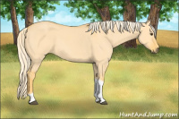 Horse Color:Palomino Dun Tobiano
