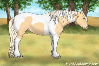 Horse Color:Palomino Dun Tobiano