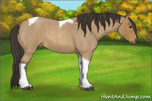 Horse Color: Unknown 