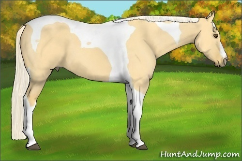 Horse Color: Palomino Dun Tobiano 