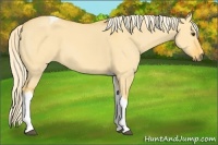 Horse Color:Palomino Dun Tobiano