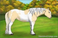 Horse Color:Palomino Dun Tobiano 