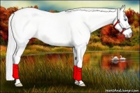 Horse Color:Silver Perlino Dun 