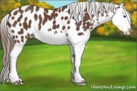 Horse Color:Bay Splash Appaloosa 