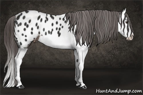 Horse Color: Liver Chestnut Splash Blanket 