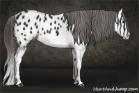 Horse Color:Liver Chestnut Splash Blanket 