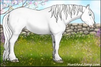 Horse Color:Cremello Dun 