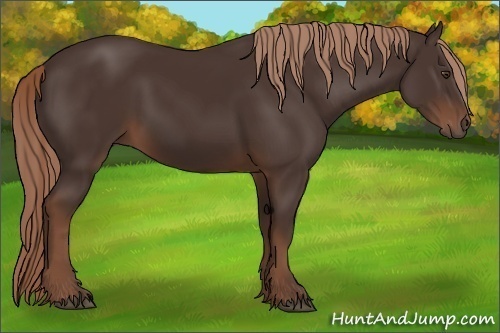 Horse Color: Liver Chestnut 