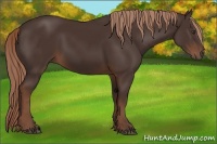 Horse Color:Liver Chestnut 