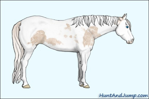 Horse Color: Silver Grullo Ice Pearl Splash Tobiano 