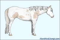 Horse Color:Silver Grullo Ice Pearl Splash Tobiano