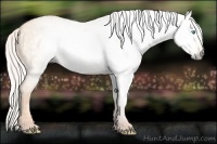 Horse Color:Gray Silver Perlino Dun