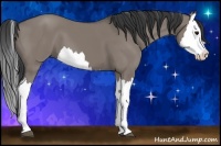 Horse Color:Grullo Splash 