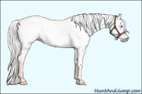 Horse Color:Gray Cremello Dun 
