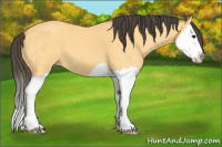 Horse Color:Buckskin Splash 