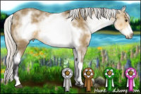 Horse Color:White Spotted Silver Buckskin Frame
