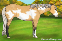Horse Color:Silver Buckskin Frame