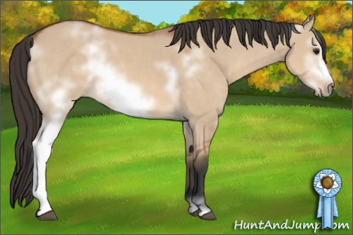 Horse Color: White Spotted Bay Dun Frame 