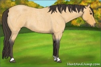 Horse Color:Buckskin Roan