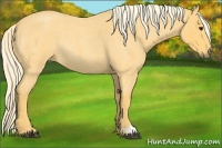 Horse Color:Palomino Roan Rabicano 