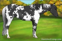 Horse Color:White Spotted Black 