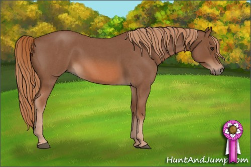 Horse Color: Red Roan 