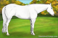 Horse Color:Silver Perlino Dun 