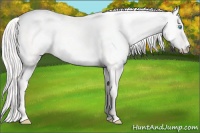 Horse Color:Cremello Dun 