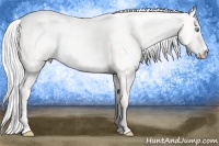 Horse Color:Silver Perlino Dun