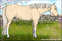 Horse Color:Palomino Dun Tobiano
