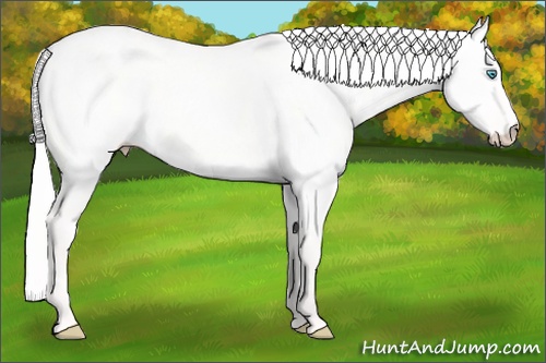 Horse Color:Silver Perlino Dun 
