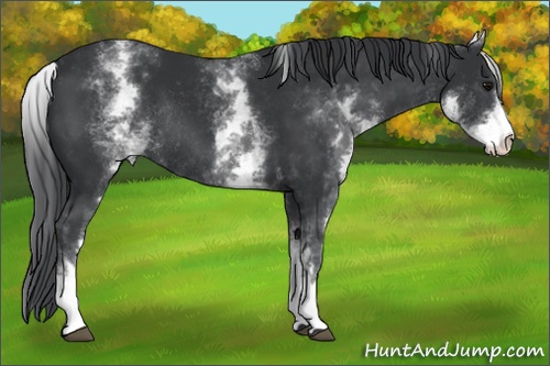 Horse Color:White Spotted Black Rabicano 