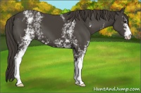 Horse Color:White Spotted Smoky Black 