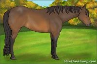 Horse Color:Buckskin 