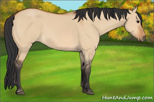 Horse Color: Bay Dun Sabino 